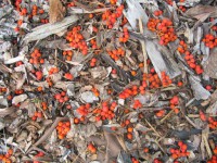 /album/fotogalerie-proste-krasne/zari-2011-084-jpg/